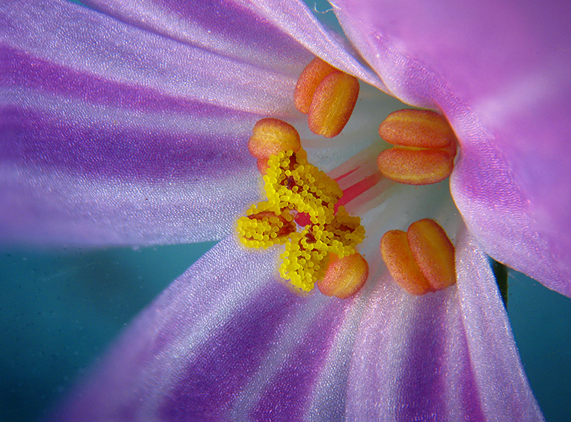 Geranium robertianum / Geranio di San Roberto